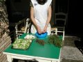 Mazzarelle-Teramane-03