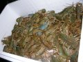 13_Gamberi-di-Fiume-Vivi-02