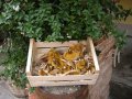 65_Funghi-Cardarelle